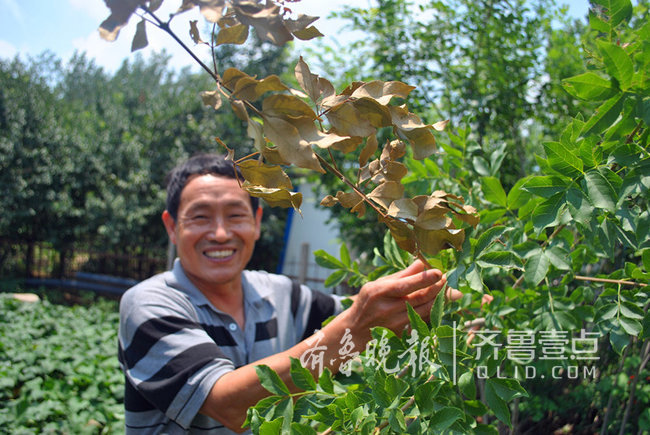 菏泽金蝉养殖技术_曹县金蝉养殖_菏泽养金蝉基地