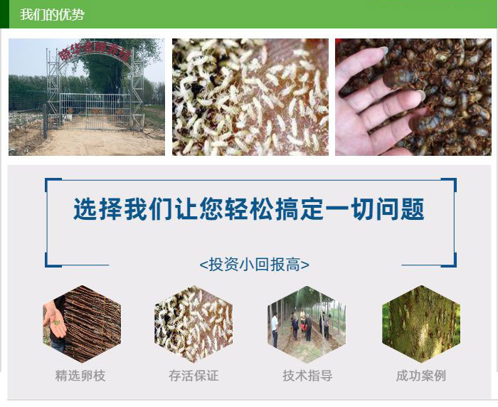 人工金蝉养殖教程 山东金蝉养殖教程 晓华金蝉批发