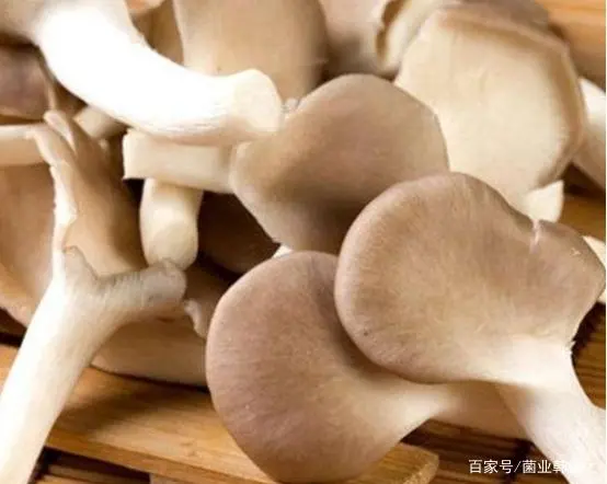 平菇养殖技术教程_和平菇养殖技术_平菇养殖前景如何
