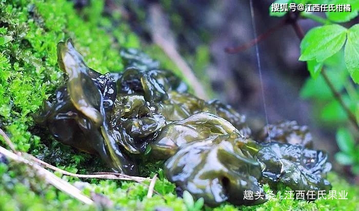 一声春雷一碗菜、口感堪比燕窝、人工种植成发家致富好帮手！