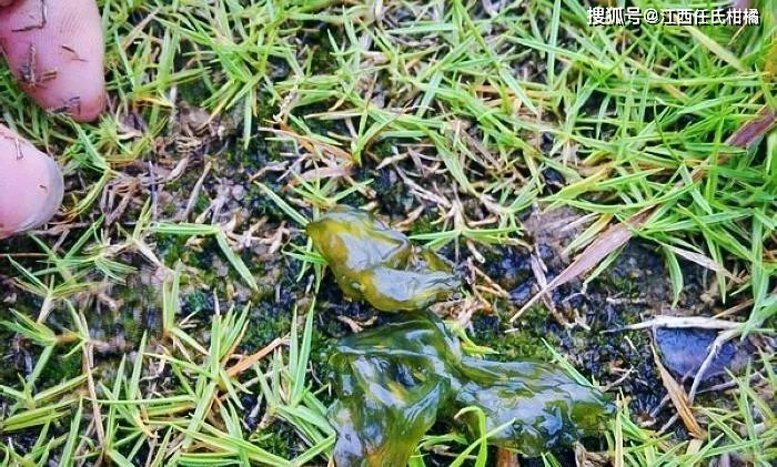 雷公菜种植技术_雷公菌种植视频_雷公菌种植致富