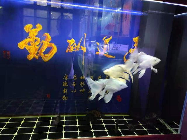 饲养蝴蝶鲤的鱼友越来越多，患病的也不少，哪些条件不适合饲养？