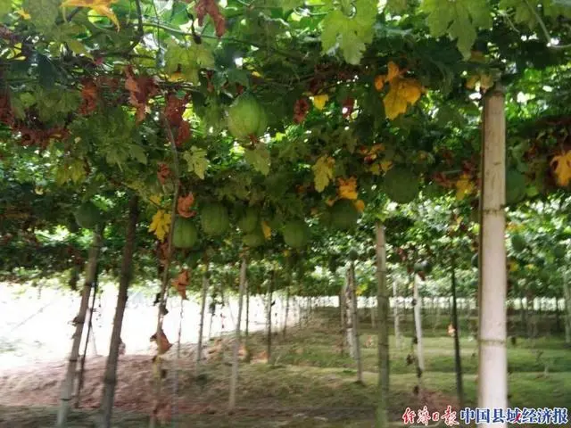 致富经瓜子_致富经瓜娄_瓜娄种植利润