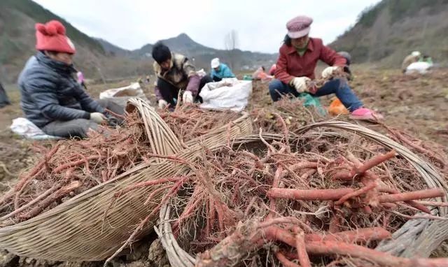 致富经无土栽培品种_无土栽培种什么利润好_致富经无土栽培蔬菜