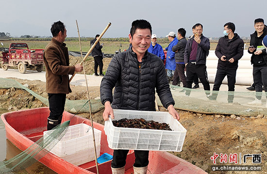 广西桂平市：“稻虾共作”让群众致富有盼头
