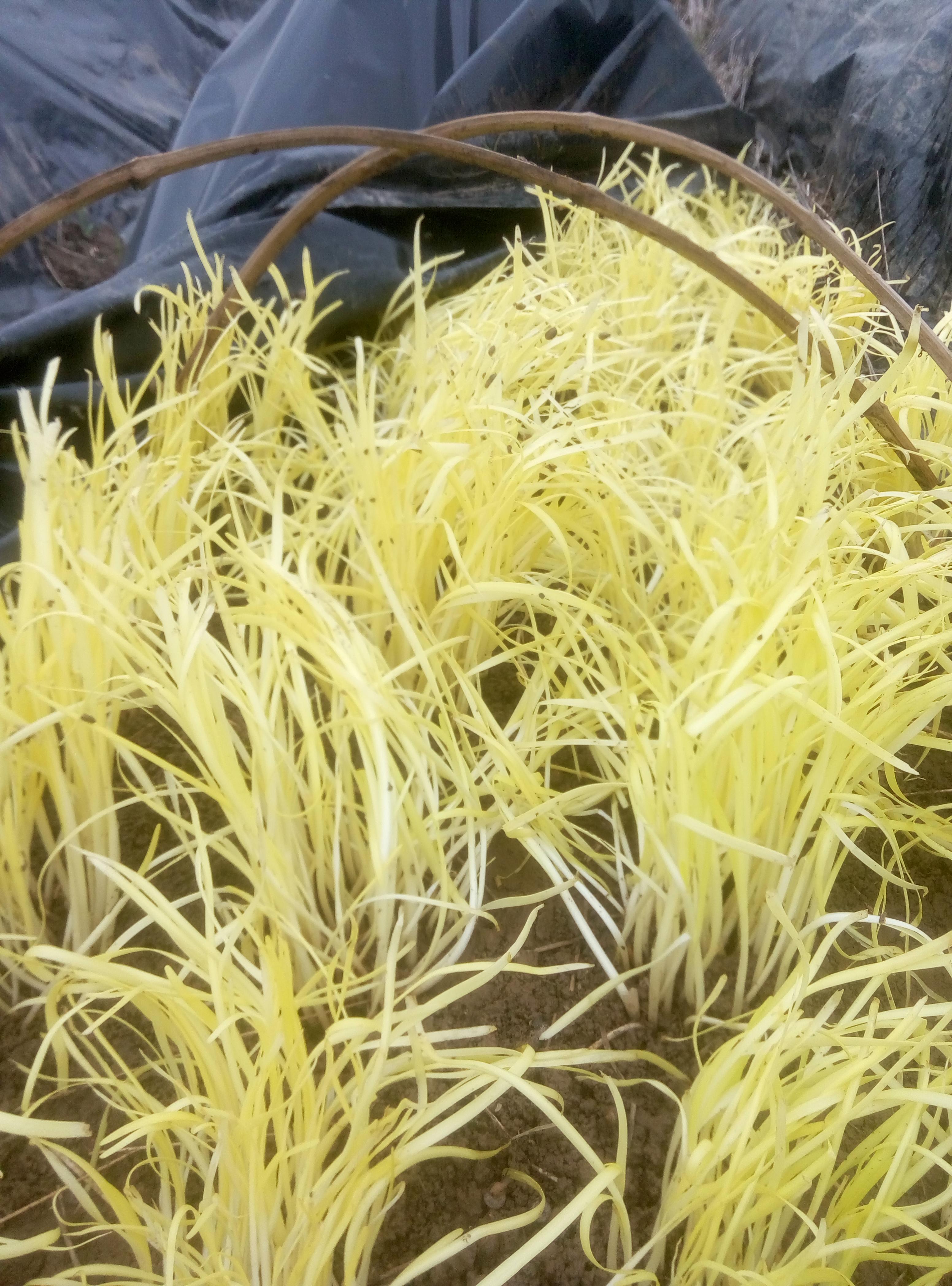 韭黄韭菜的种植技术