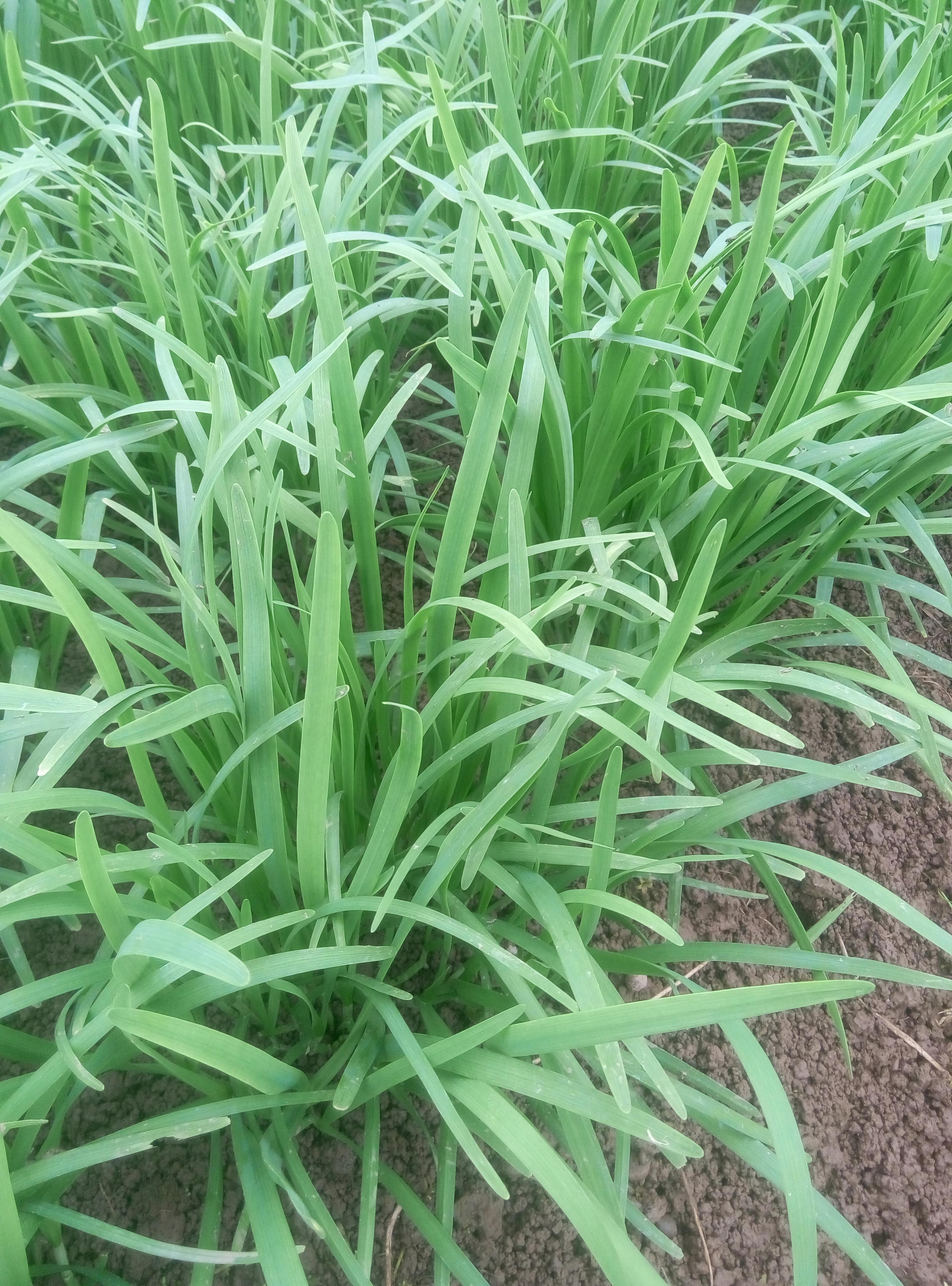 韭黄种植最新技术_韭黄怎样种植技术_韭黄种植技术视频教程