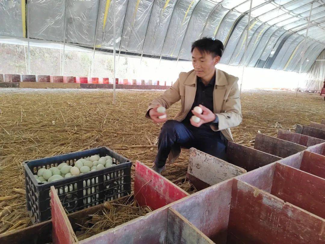致富经养蛋鸭技术视频_养殖蛋鸭的成本和利润_蛋鸭养殖致富
