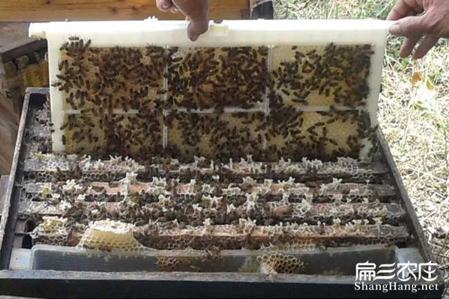 桂林蜂巢蜜批发