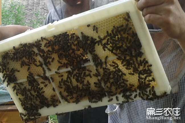 贺州蜂巢蜜批发