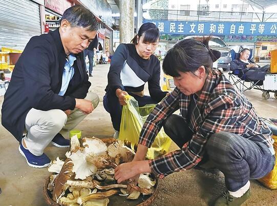 野生菌类栽培技术_野生菌种植技术_野生菌的种植