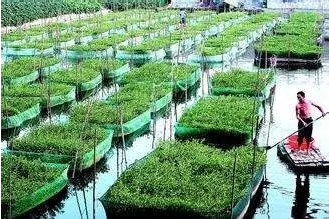 青蛙网箱养殖技术_青蛙网箱养殖技术_青蛙网箱养殖技术