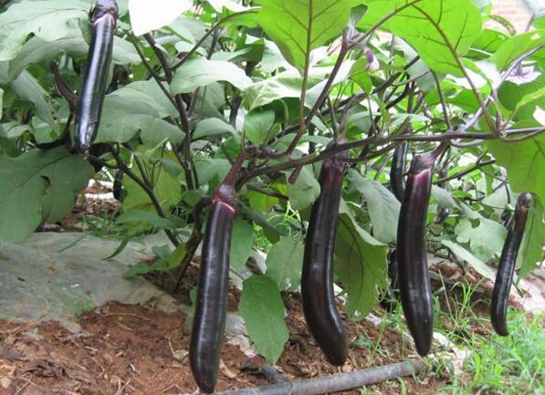 茄子实行肥水同灌技术一亩产值达3万