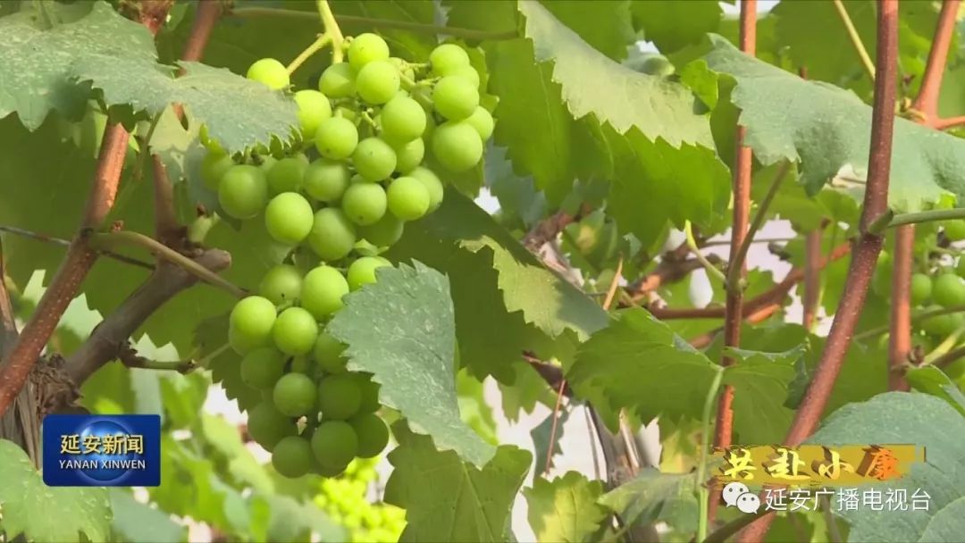 种植露天茄子致富_露天茄子种植技术_夏天茄子露地种植技术