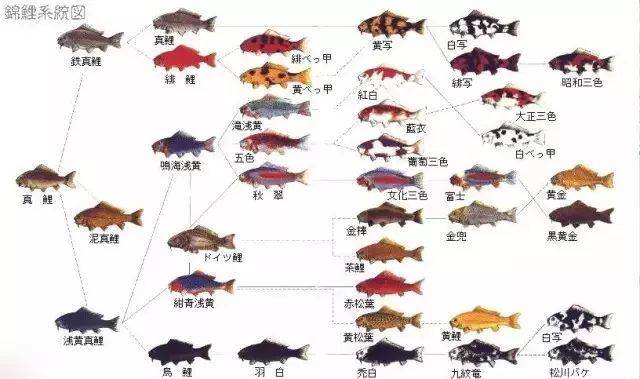 日本锦鲤养殖纪录片_致富养殖锦鲤日本动画片_养殖日本锦鲤致富