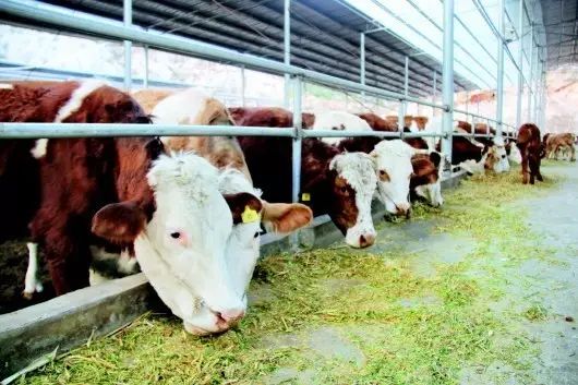 肉牛苗养殖致富_致富苗养殖肉牛赚钱吗_致富苗养殖肉牛怎么样