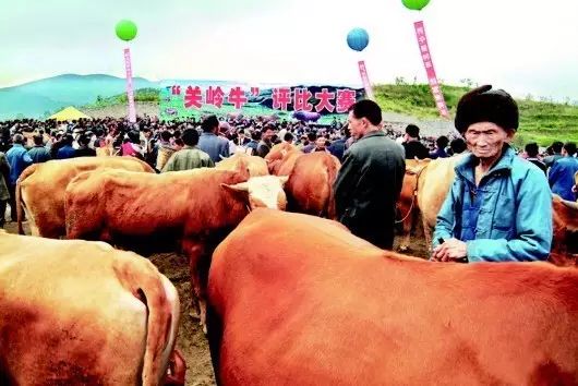 致富苗养殖肉牛赚钱吗_肉牛苗养殖致富_致富苗养殖肉牛怎么样