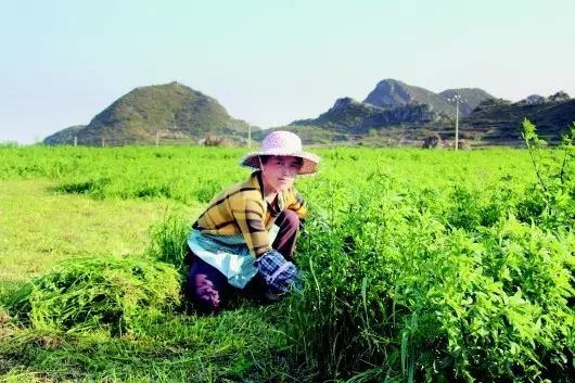 致富苗养殖肉牛赚钱吗_致富苗养殖肉牛怎么样_肉牛苗养殖致富