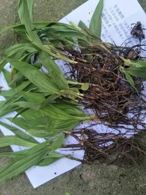 白笈籽种植技术_白株种植方法_白株种植