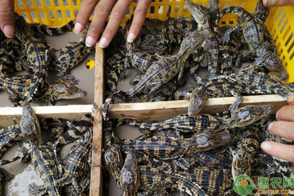 鳄鱼苗多少钱一条？鳄鱼人工养殖成本利润分析