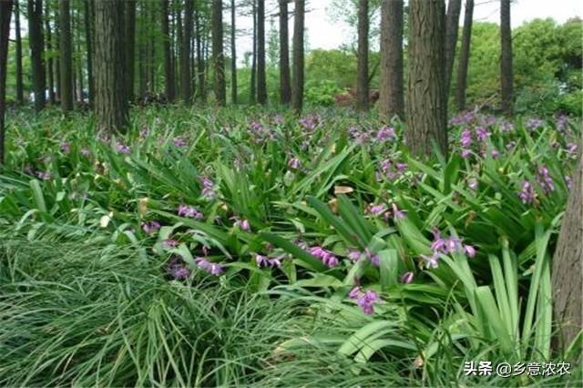 白株种植_白笈籽种植技术_白蔹种子育苗技术视频