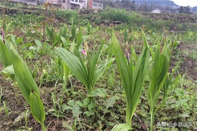 白蔹种子育苗技术视频_白笈籽种植技术_白株种植