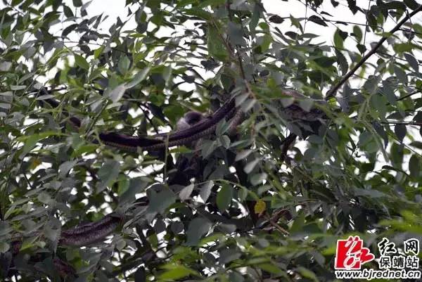 养殖无毒蛇利润怎么样_广西养蛇养殖场_广西无毒蛇养殖技术