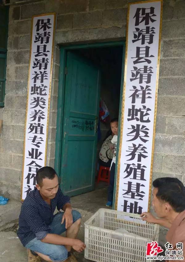 养殖无毒蛇利润怎么样_广西无毒蛇养殖技术_广西养蛇养殖场