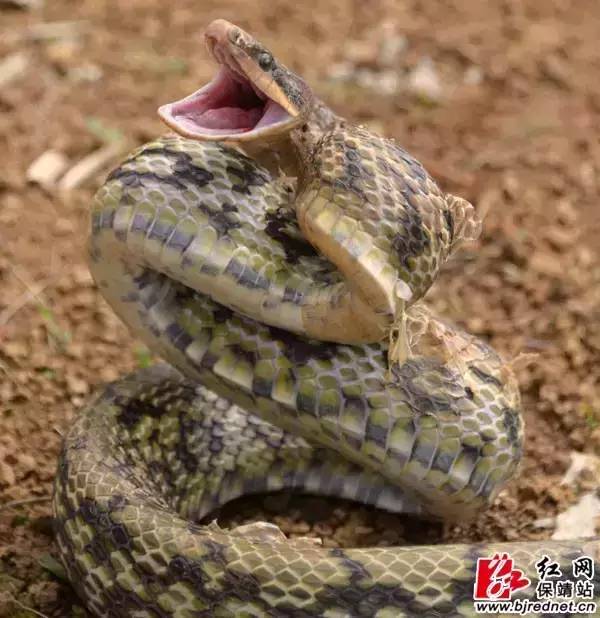 广西养蛇养殖场_养殖无毒蛇利润怎么样_广西无毒蛇养殖技术