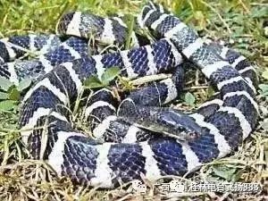 2020广西养殖蛇现在政策_无毒养殖广西蛇技术怎么样_广西无毒蛇养殖技术