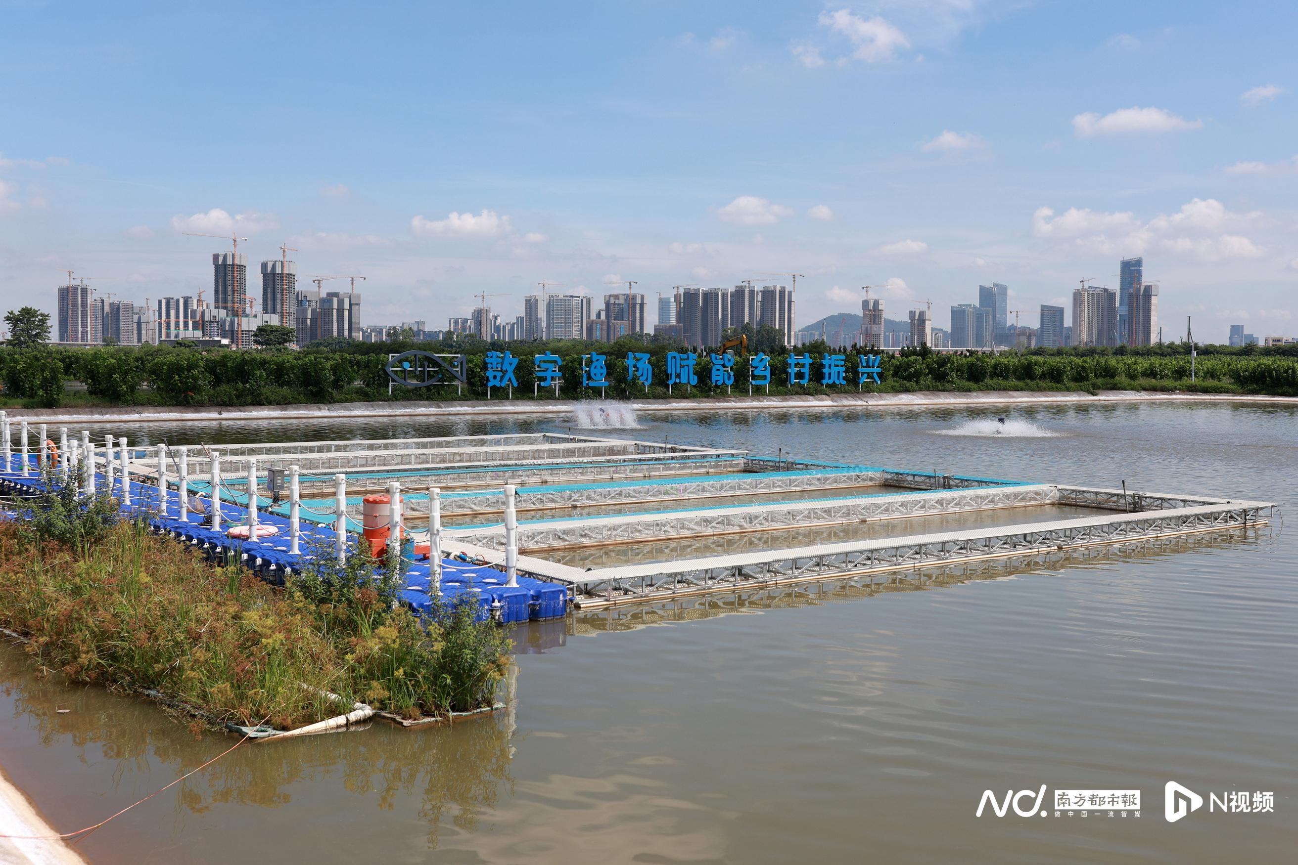 致富养殖项目_生态水养殖致富_致富经活水养鱼视频