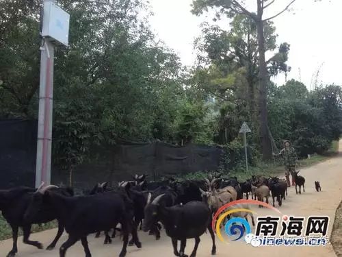 养殖蚊子致富案例_养殖蚊子有什么用途_蚊子养殖工厂