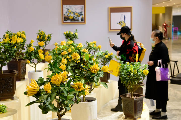 金佛手的种植和管理_金佛手种植技术视频_金佛手的种植方法和注意事项