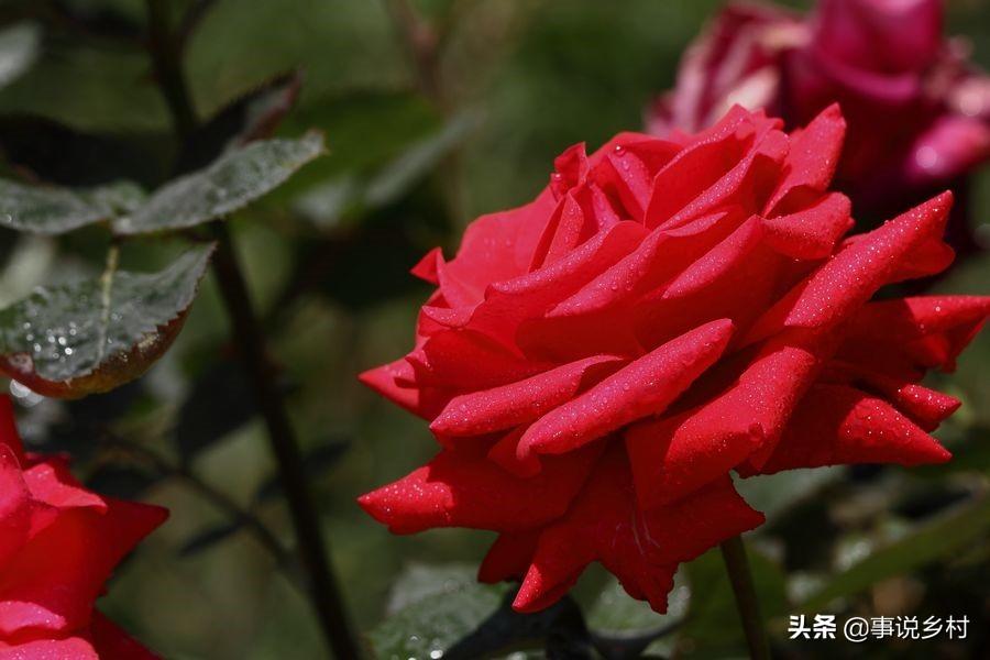 月季花籽怎么种植技术_月季种植技术花籽怎么种_月季花籽种植方法
