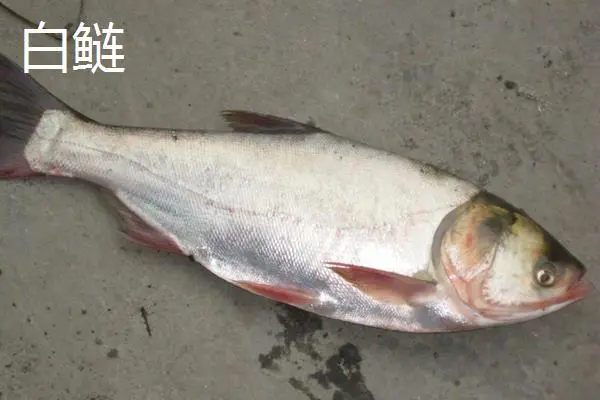 青皮的采收时间_青皮嫩养殖技术_哪里有养殖青皮嫩鱼