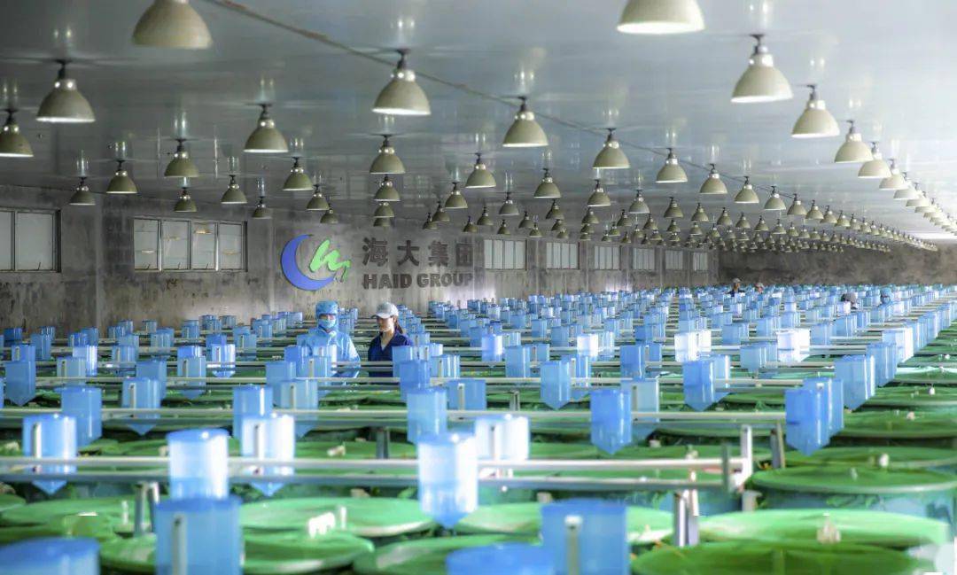 白美虾养殖教程_南美白虾的养殖技术_淡化白美虾养殖基地