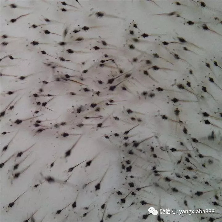 一文让你学会南美白对虾养殖中虾苗重要性，成为虾类养殖专家