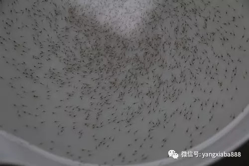 白美虾养殖教程_南美白虾的养殖技术_南美白虾养殖技术视频