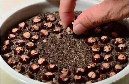 月季种植技术花籽怎么种_月季花籽种植方法_月季花籽怎么种植技术