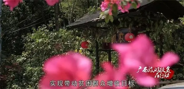 种植山银花致富_山银花亩产量_山银花种植技术