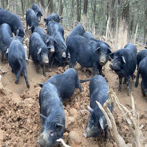 山东藏香猪苗基地分析藏香猪养殖周期