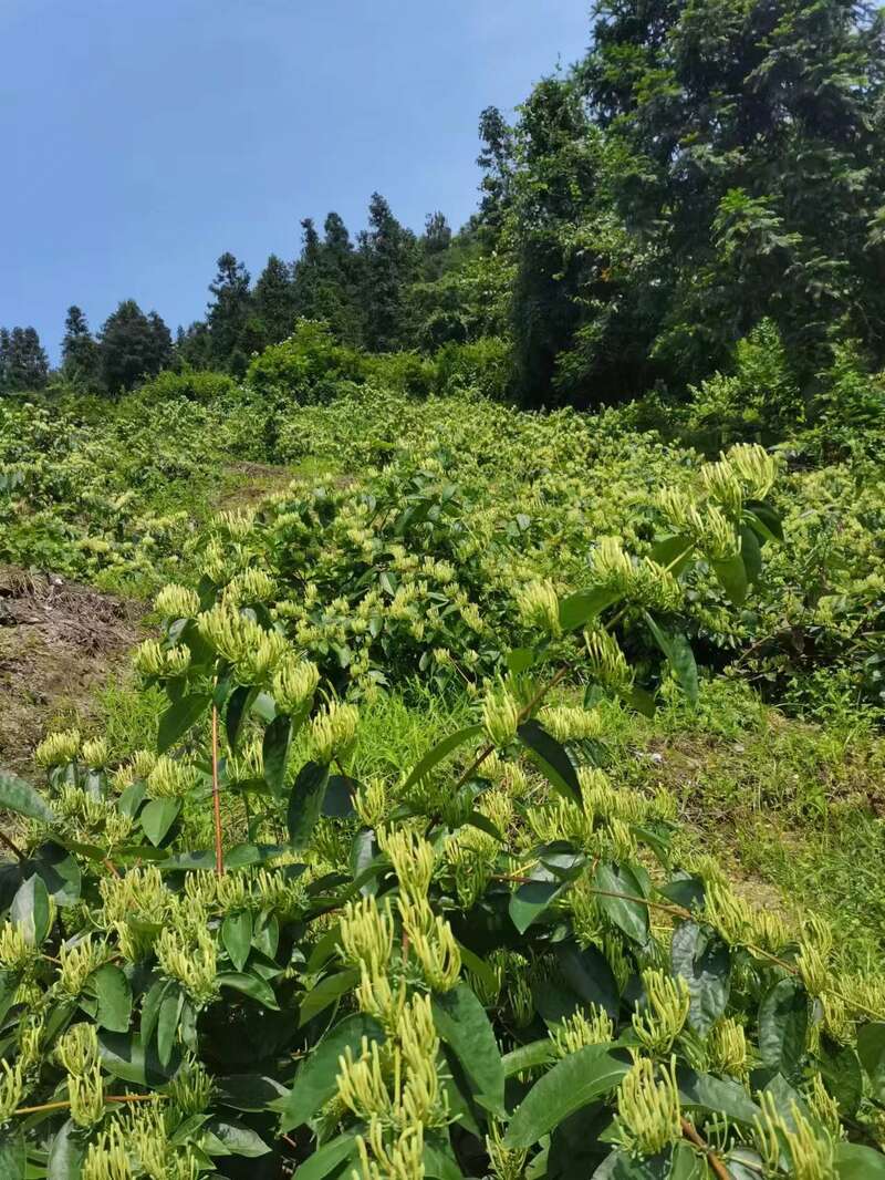 种植山银花致富_山银花亩产量_种植山银花风险大吗