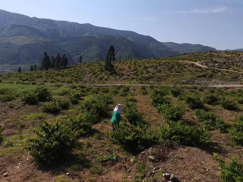 山银花亩产量_种植山银花致富_种植山银花风险大吗