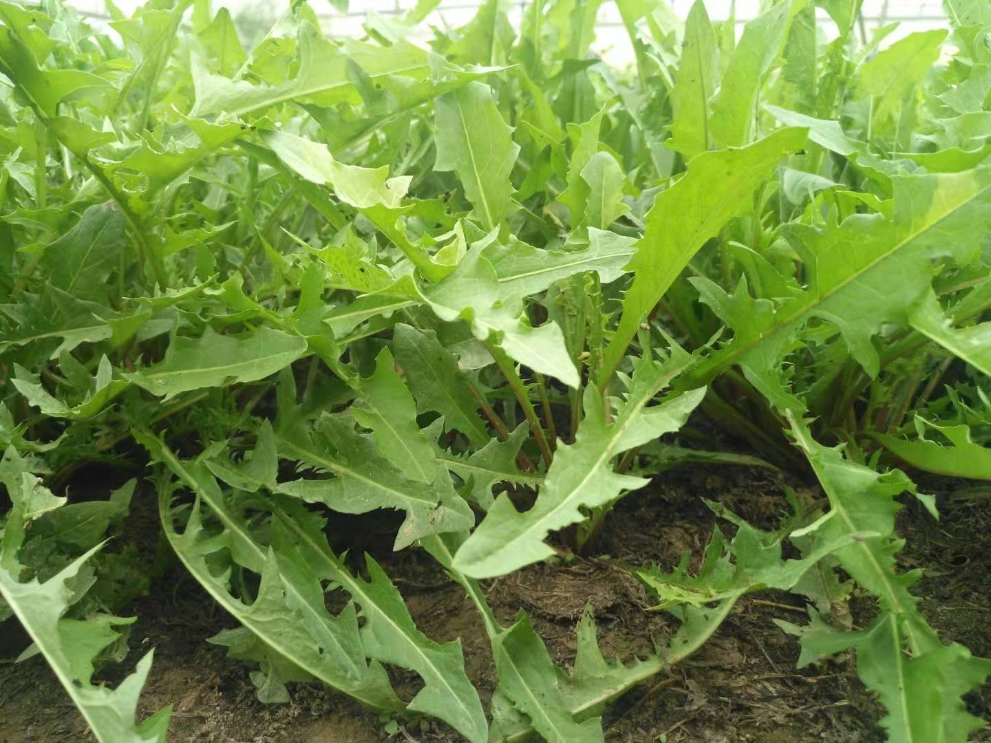 种植蒲公英赚钱吗_种植蒲公英前景怎么样_致富经蒲公英种植