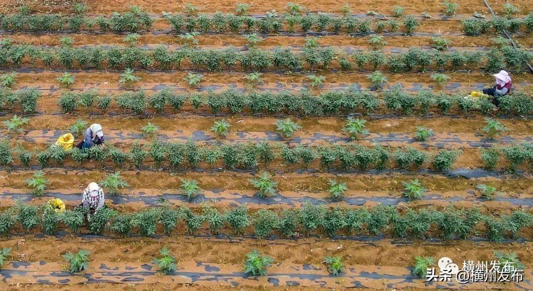 马岭镇：推广“1+N”间（套）种植模式 特色农业产业突显新成效