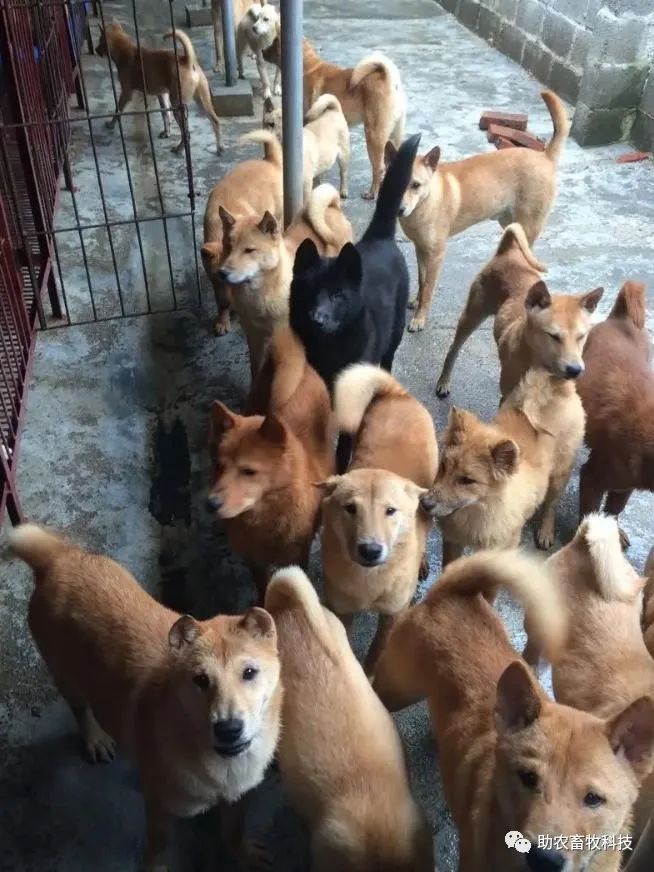 肉狗养殖专业技术_养殖业肉狗效率咋样_专业养肉狗的风险与利润