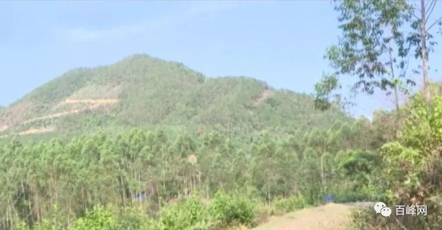 山区致富_大山种植致富视频_大山种出致富草