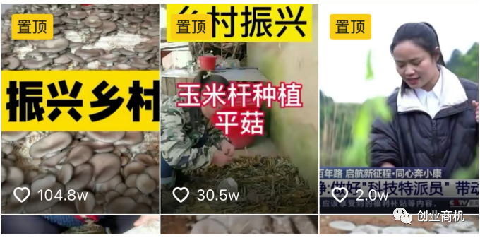 大山种植致富视频_大山种出致富草_农村种植致富好项目视频