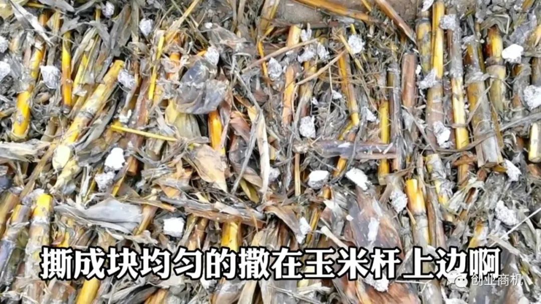 大山种植致富视频_大山种出致富草_农村种植致富好项目视频