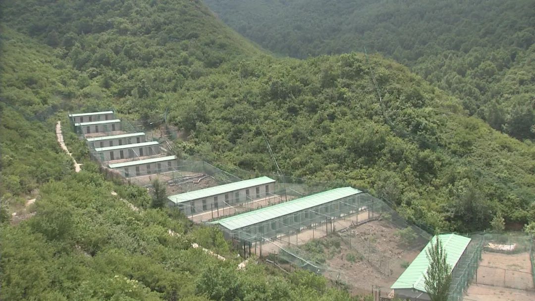 大山种植致富视频_大山里的致富经_大山种出致富草